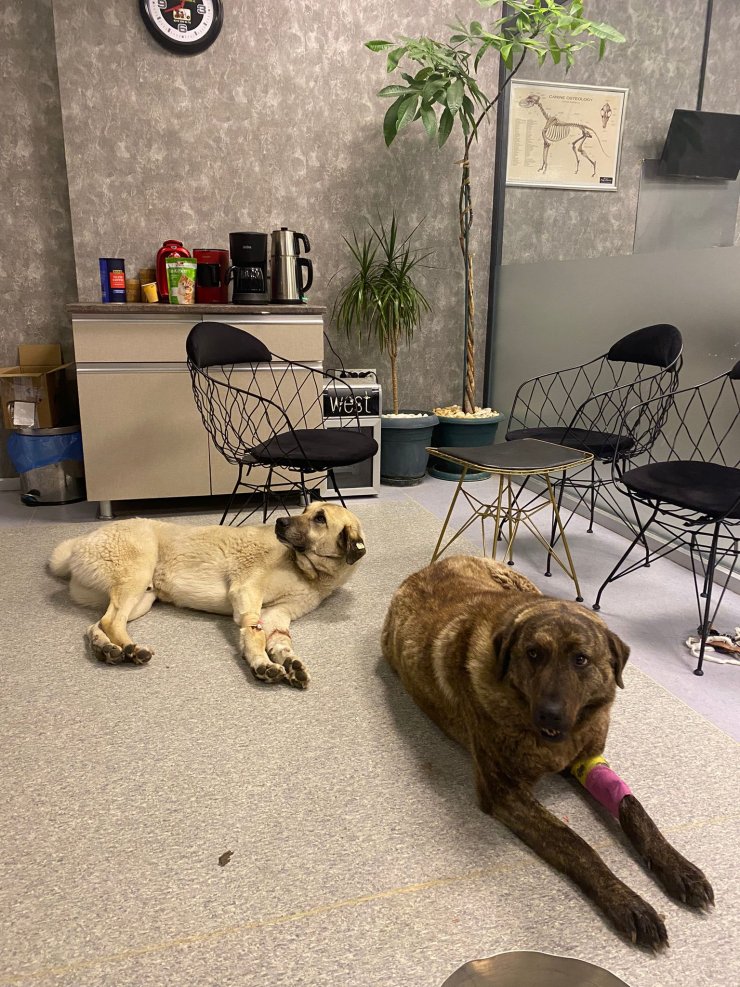 Köpeklerin zehirli etle öldürülmesine tepki