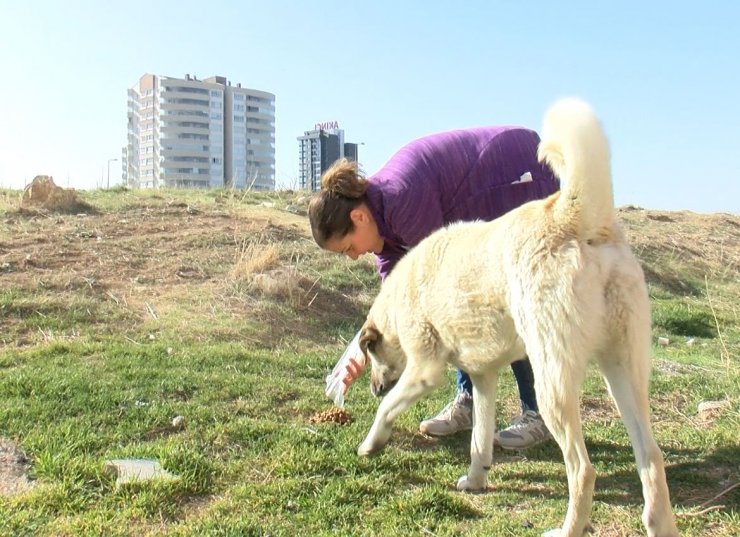 Köpeklerin zehirli etle öldürülmesine tepki