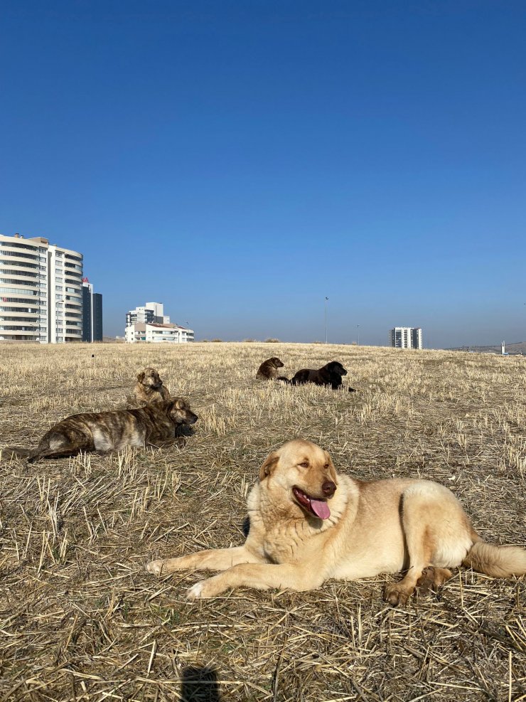 Köpeklerin zehirli etle öldürülmesine tepki