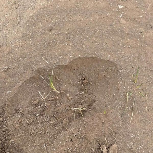 Kulu’da kum fırtınası ekili alanlara zarar verdi