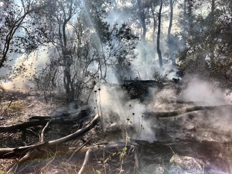 Antalya'da 3 dönüm orman yandı