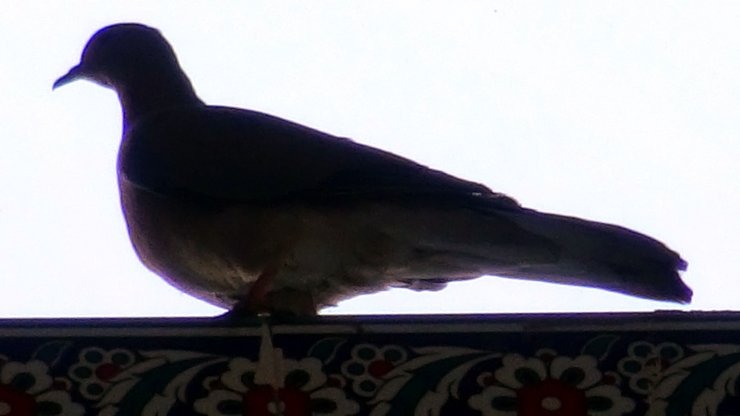 Camide mahsur kalan kumruyu itfaiye kurtardı