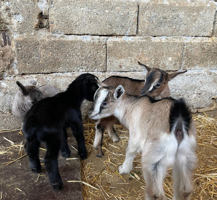 Cüce keçisini internetten satmak isterken 'hayvan tacizcisi' oldu