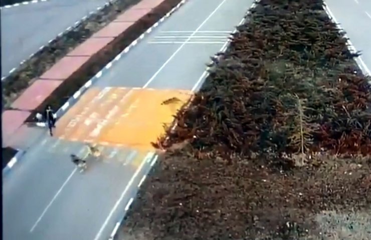 Sokak köpeklerinin genç kıza saldırdığı anlar kamerada