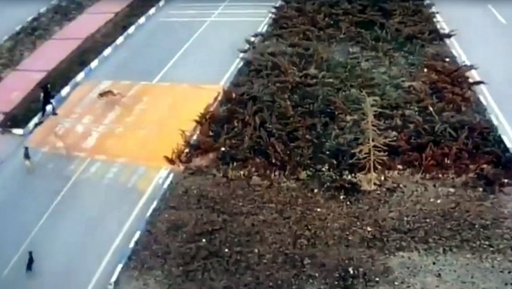 Sokak köpeklerinin genç kıza saldırdığı anlar kamerada