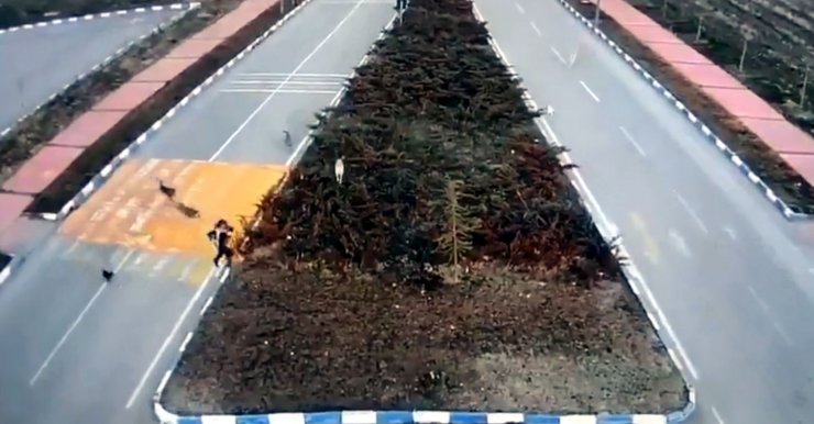 Sokak köpeklerinin genç kıza saldırdığı anlar kamerada