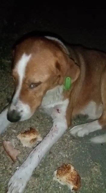Tüfekle vurulan köpeğin başında ağladı