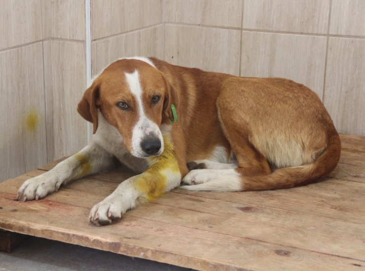 Tüfekle vurulan köpeğin başında ağladı