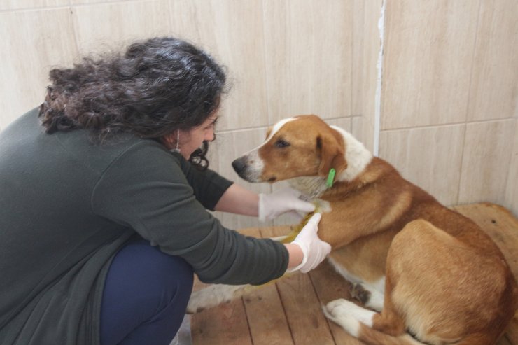 Tüfekle vurulan köpeğin başında ağladı