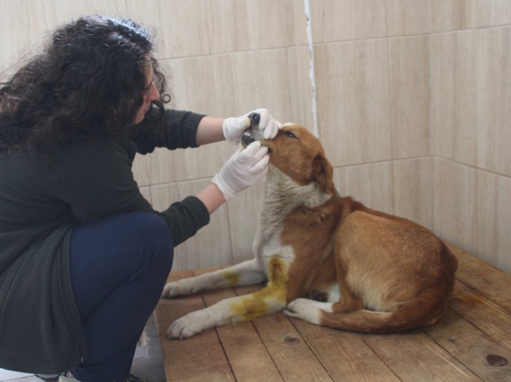 Tüfekle vurulan köpeğin başında ağladı