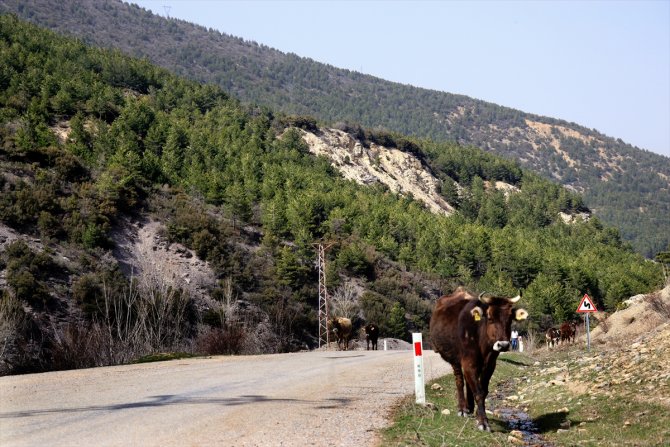 Ağaçlandırma seferberliğinin kahramanı 2 kardeş eserleri ormanla gurur duyuyor