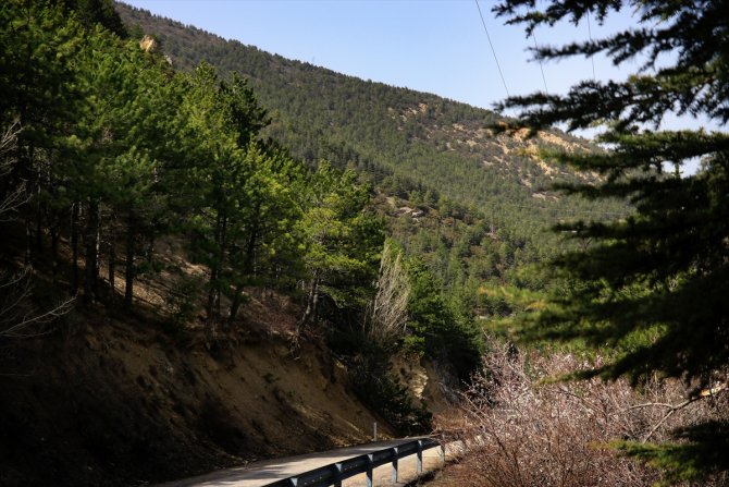 Ağaçlandırma seferberliğinin kahramanı 2 kardeş eserleri ormanla gurur duyuyor