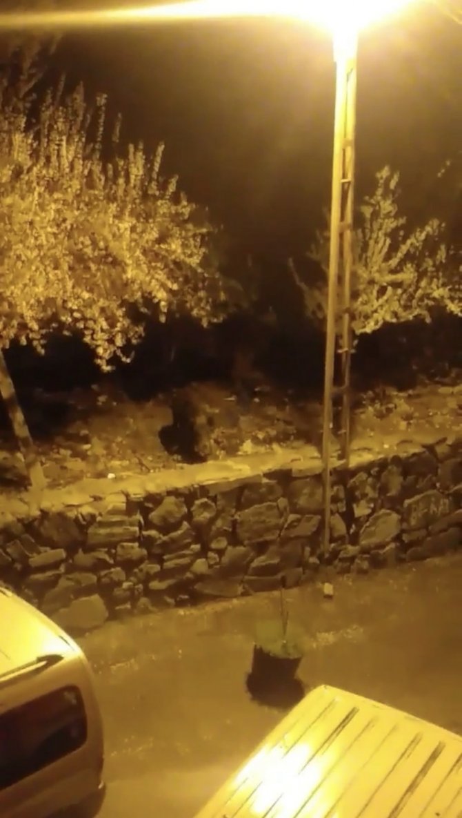 Domuzlar şehir merkezine indi