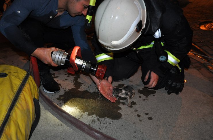 Evinde çıkan yangında yaralandı, yavru kediler kurtarıldı