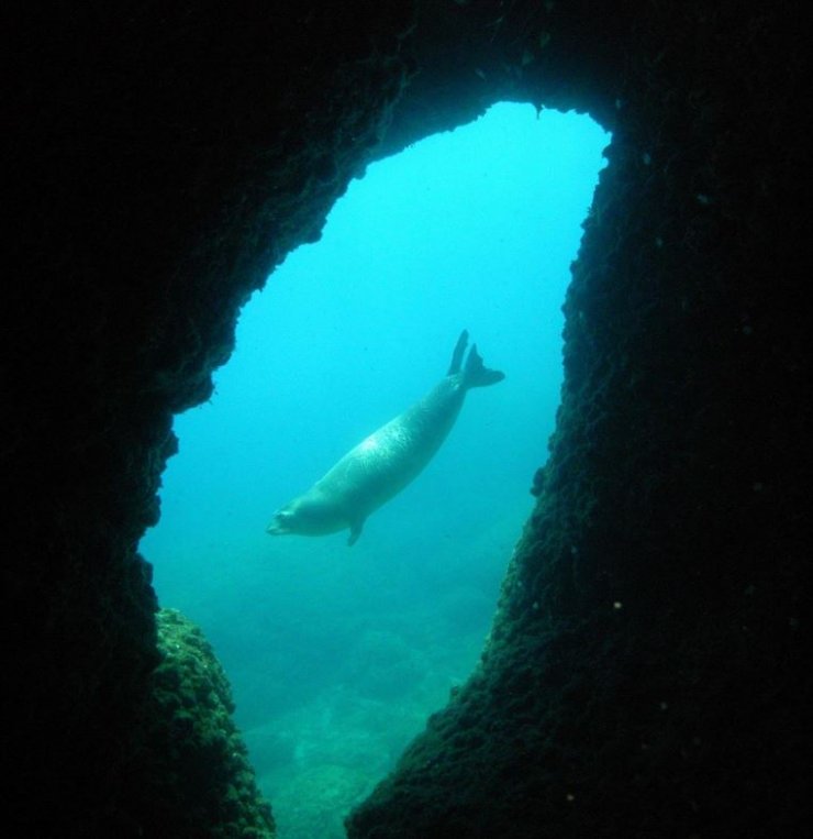 Kırmızı listedeki Akdeniz fokunun doğumu ilk kez kayıt altında