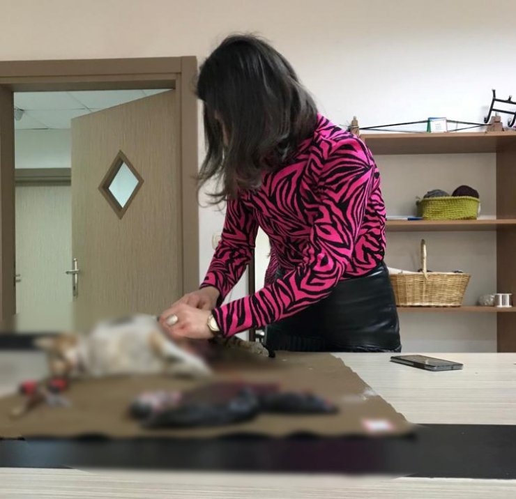 'Mucize kediler', sahiplendirildi