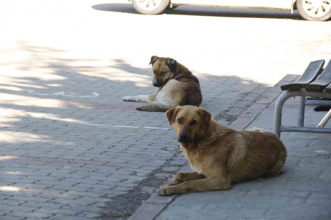 Üniversite kampüsündeki köpekler öğrencilerin kabusu oldu