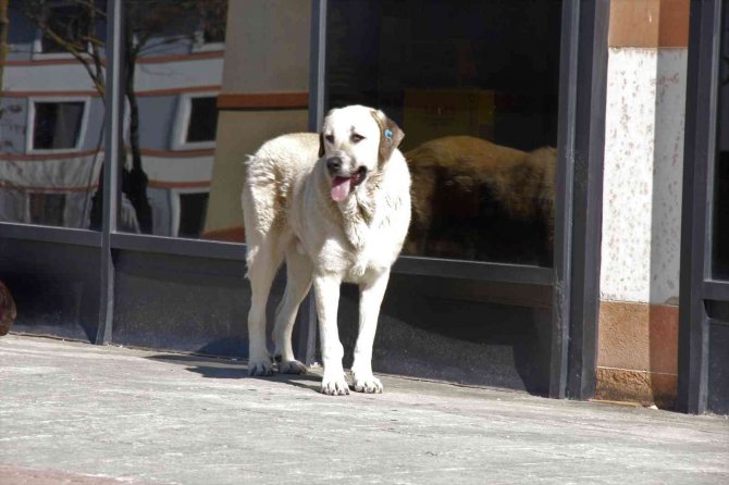 Üniversite kampüsündeki köpekler öğrencilerin kabusu oldu