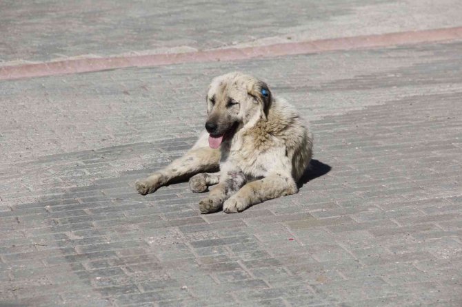 Üniversite kampüsündeki köpekler öğrencilerin kabusu oldu