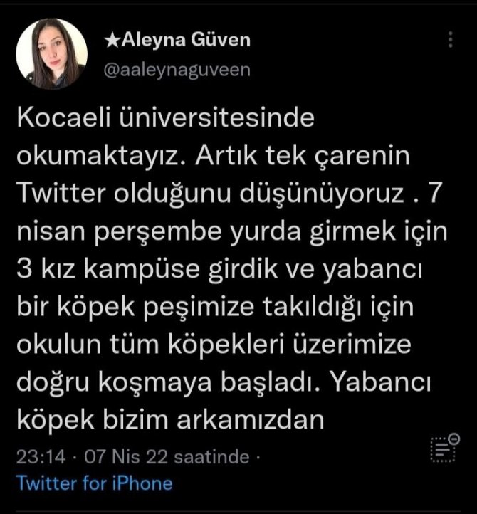 Üniversite kampüsündeki köpekler öğrencilerin kabusu oldu