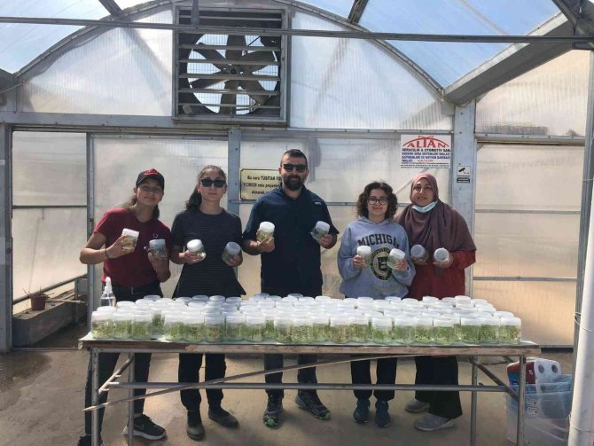 Milli patates çeşidi dışa bağımlılığı azaltacak