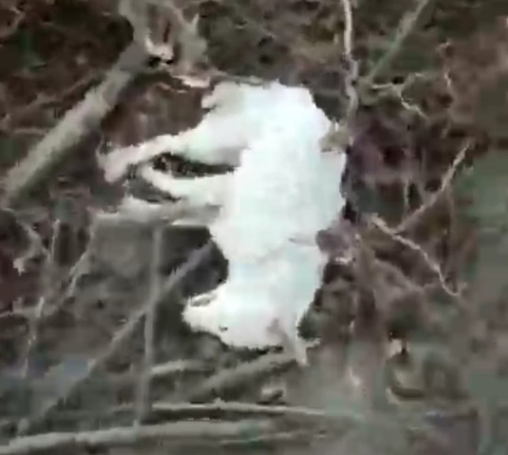 Sakarya’da 5 sokak köpeği ölü bulundu; zehirlendikleri iddia edildi