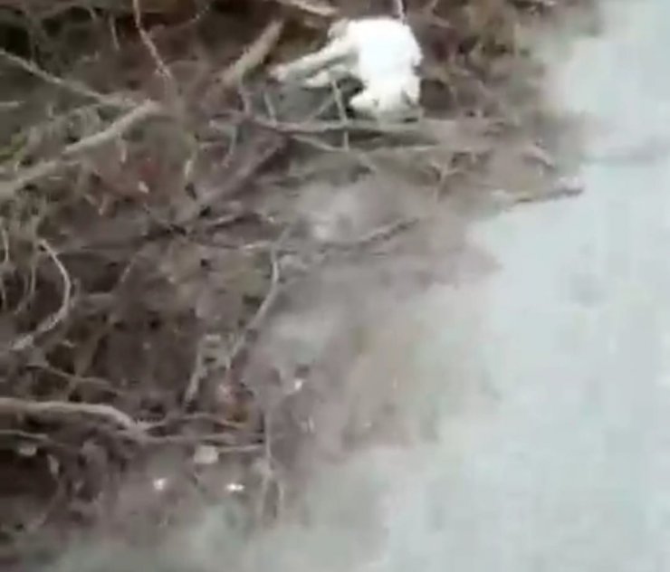 Sakarya’da 5 sokak köpeği ölü bulundu; zehirlendikleri iddia edildi