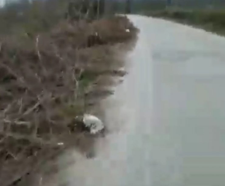 Sakarya’da 5 sokak köpeği ölü bulundu; zehirlendikleri iddia edildi