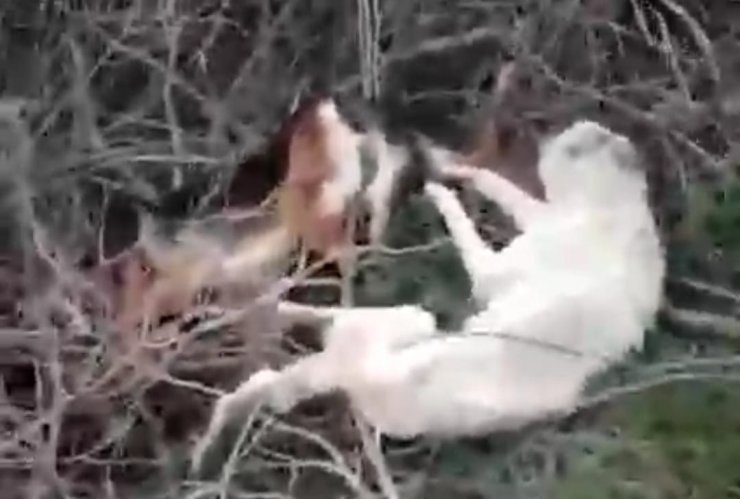 Sakarya’da 5 sokak köpeği ölü bulundu; zehirlendikleri iddia edildi