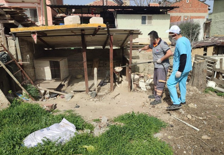 Yasaklı ırk köpek besleyen ve kayıt altına almayan sahibine 15 bin lira ceza