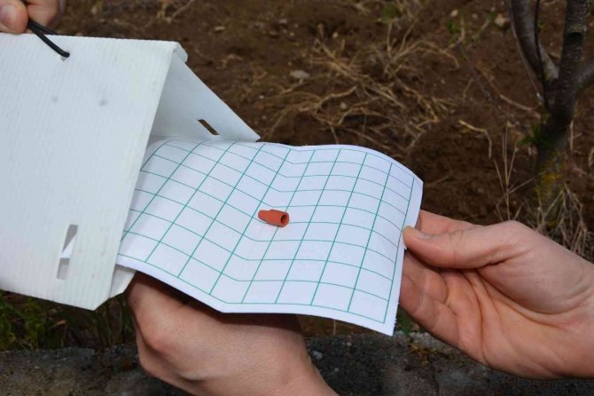 Zeytin ağaçlarında hastalık ve zararlıların tespiti için tuzak asılıyor