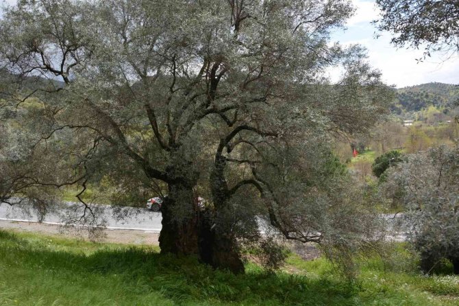Zeytin ağaçlarında hastalık ve zararlıların tespiti için tuzak asılıyor