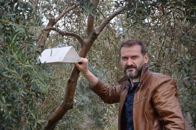 Zeytin ağaçlarında hastalık ve zararlıların tespiti için tuzak asılıyor