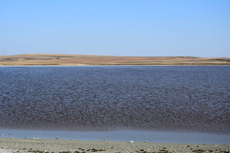 Her yıl pembeye bürünen göl, kahverengi oldu
