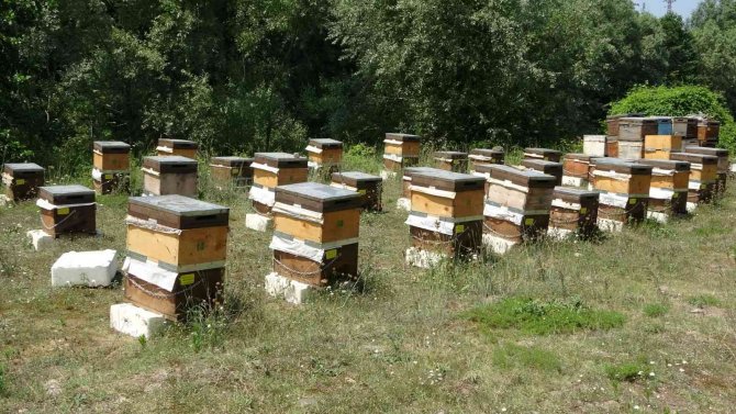 Ordu’da arı ölümleri arttı