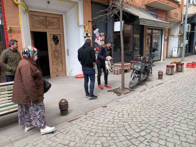 Taksinin çarptığı kedi can verdi