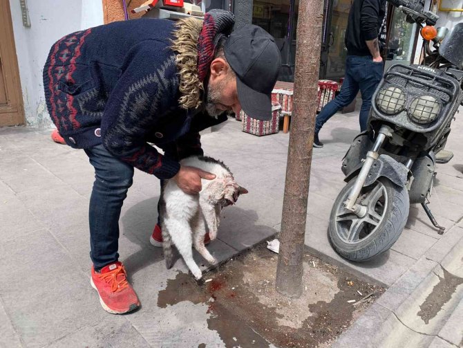 Taksinin çarptığı kedi can verdi