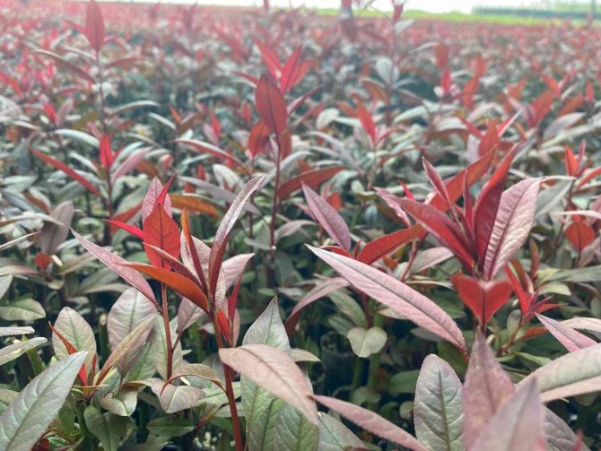 Türkiye fidan üretiminde dünya devleri arasında