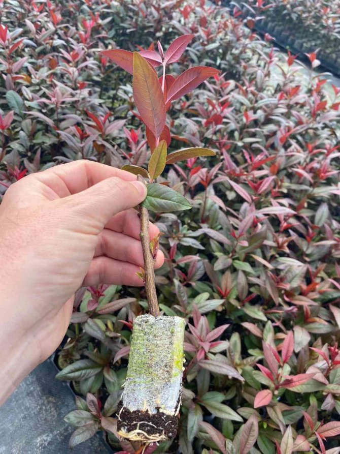 Türkiye fidan üretiminde dünya devleri arasında