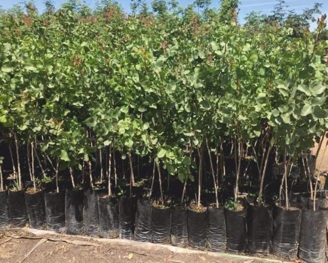 Türkiye fidan üretiminde dünya devleri arasında