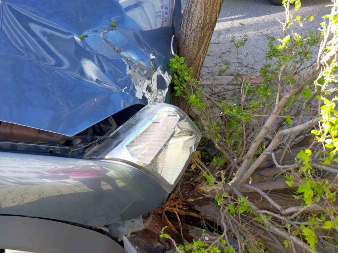 Araç çarptığı ağacı yerinden söktü