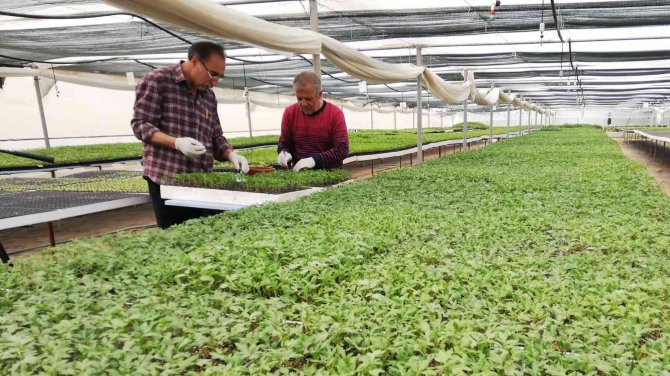 Ata tohumundan üretilen fideye yoğun talep