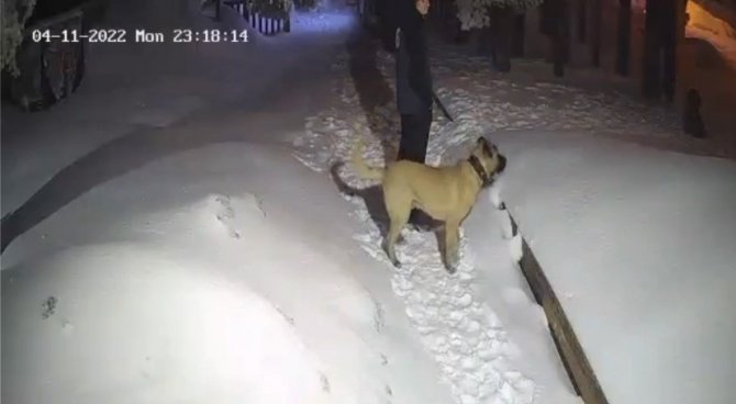 Ayı ile köpeğin boğuşması kameralarda