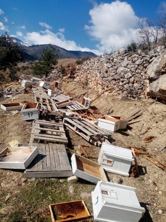 Ayılar arı kovanlarını parçaladı