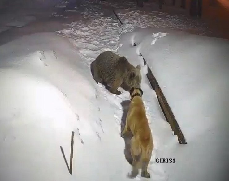 Görüntülediği ayıların saldırısından köpekleri kurtardı