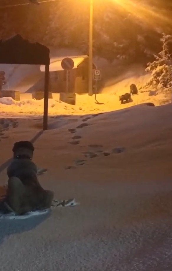 Görüntülediği ayıların saldırısından köpekleri kurtardı