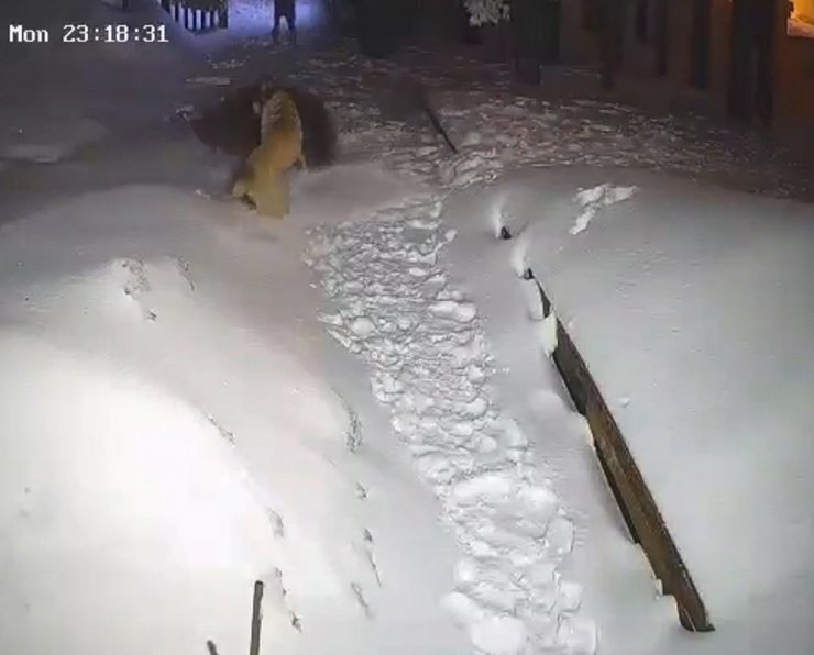 Görüntülediği ayıların saldırısından köpekleri kurtardı