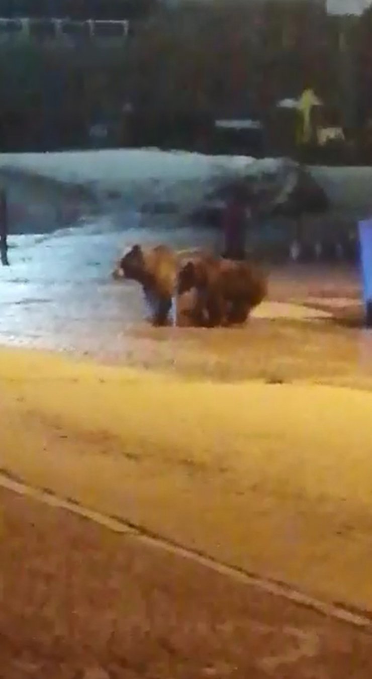 Görüntülediği ayıların saldırısından köpekleri kurtardı