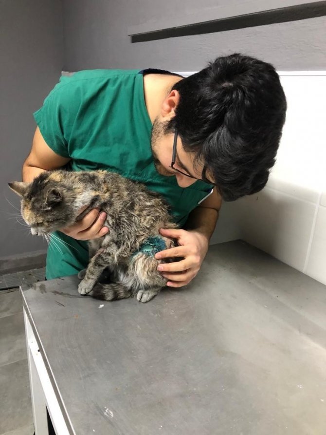 Hayata döndürülen kedi için Başkan Akkaya’ya teşekkür