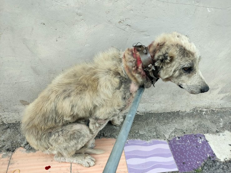 Köpeğe demir tasma ile 'işkence'